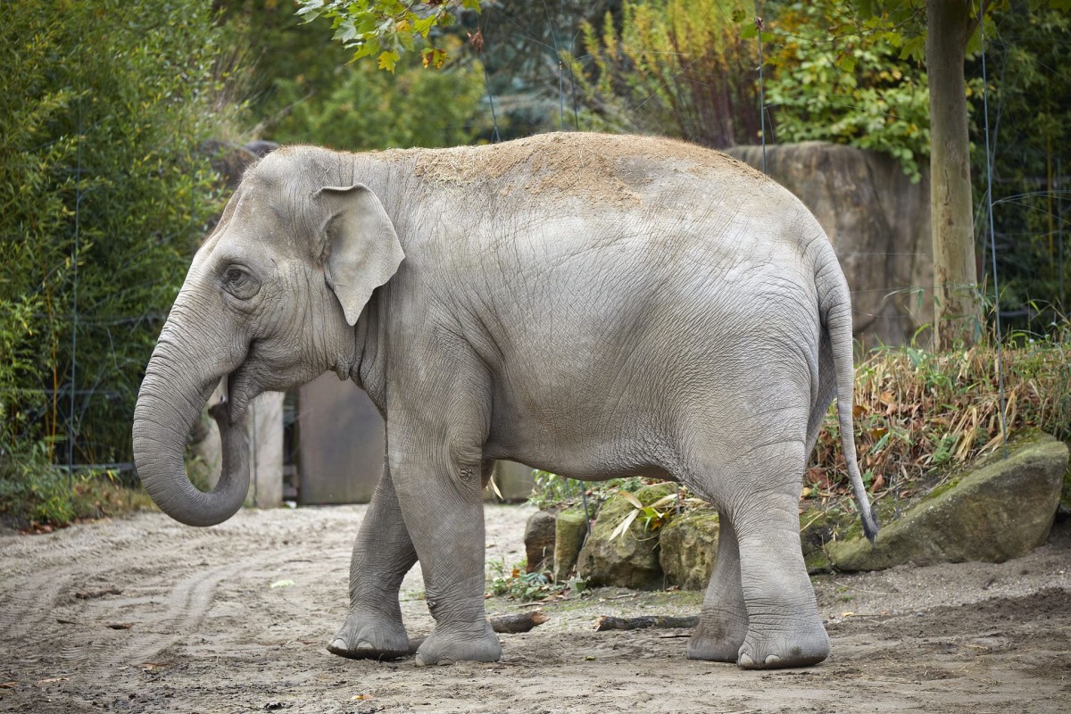 Zu sehen ist ein Elefant im Allwetterzoo Münster, wo auch Elefantenfütterungen zum Programm gehören.