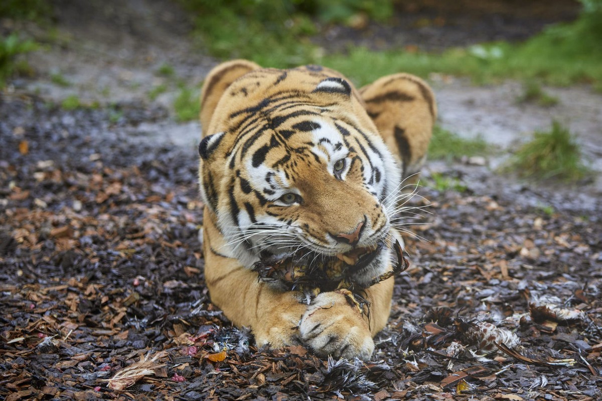Ein Tiger bei der Fütterung im Allwetterzoo Münster. Hier können Tiere auch bei Live-Fütterungen erlebt werden.