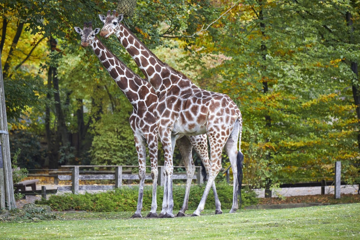 Giraffen gehören zur tierischen Vielfalt des Allwetterzoos Münster.