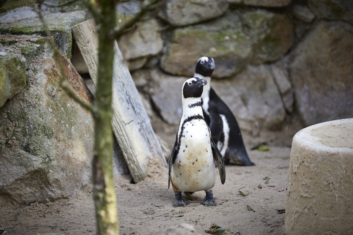Beim Pinguinmarsch im Allwetterzoo Münster lassen sich die Tiere aus nächster Nähe erleben.