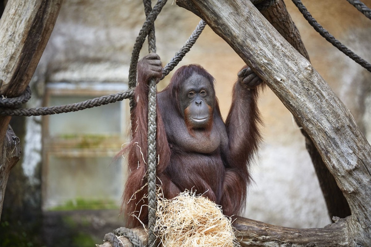 Orang-Utans gehören zu den größten baumbewohnenden Tieren der Welt; in ihrer Heimat auf Borneo und Sumatra verbringen sie viel Zeit in den Baumkronen und ernähren sich vor allem von Früchten, Blättern und jungen Trieben.