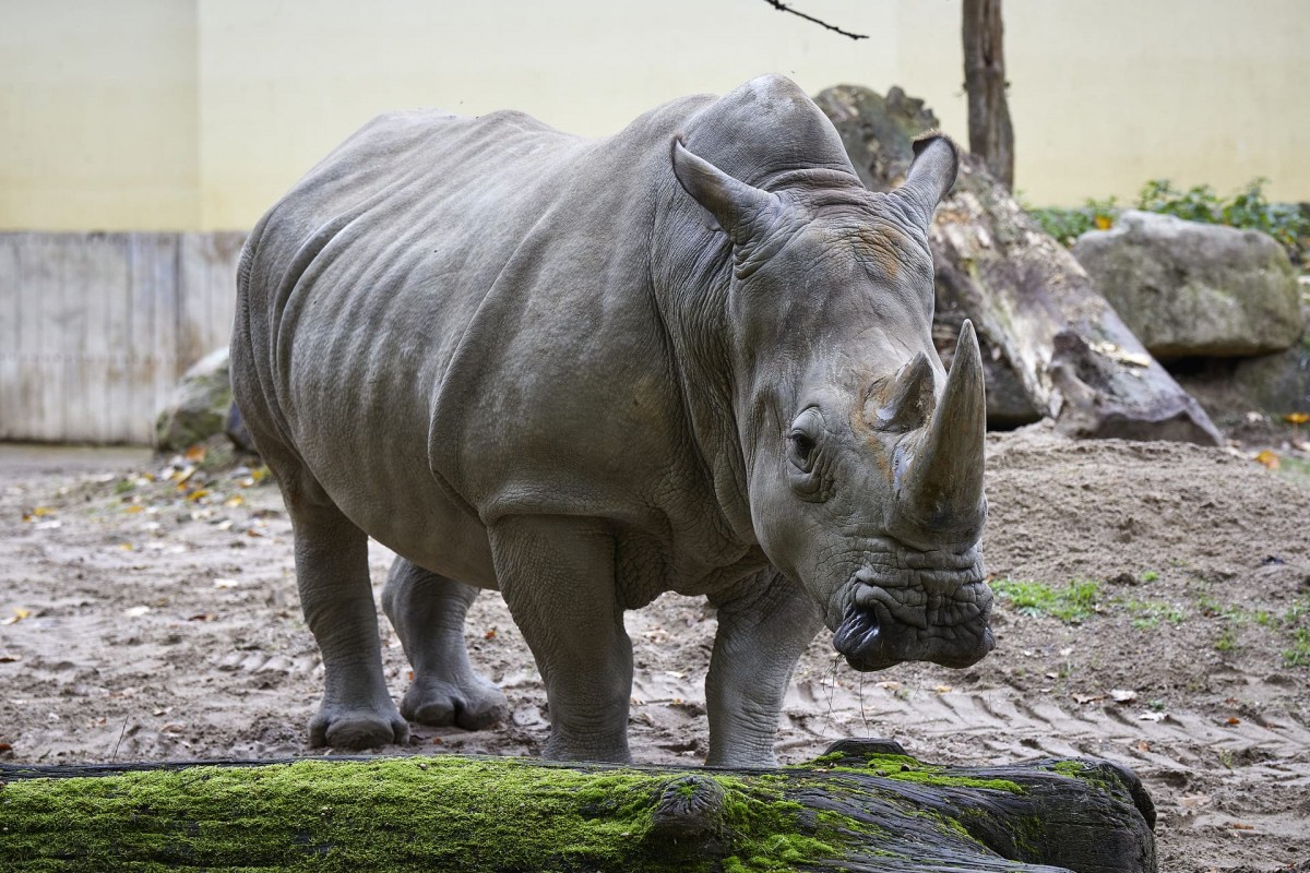 Ein Nashorn im Allwetterzoo Münster, in dem rund 300 Tierarten gezeigt werden.